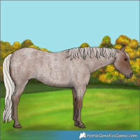 Horse Color:Silver Blue Roan 