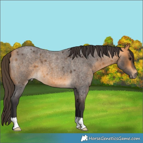 Horse Color:Buckskin Roan 