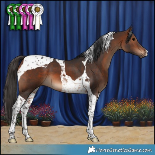Horse Color:Brown Tobiano 