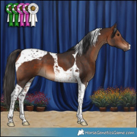 Horse Color:Brown Tobiano