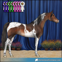 Horse Color:Brown Tobiano 