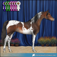 Horse Color:Brown Tobiano 