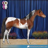 Horse Color:Brown Tobiano
