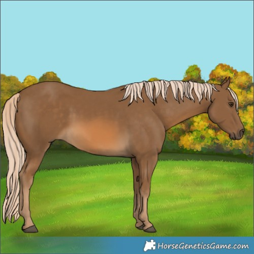 Horse Color:Chocolate Palomino 