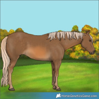 Horse Color:Chocolate Palomino 