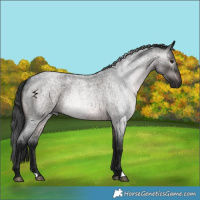 Horse Color:Gray Brown Roan 