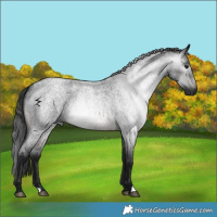 Horse Color:Gray Brown Roan 