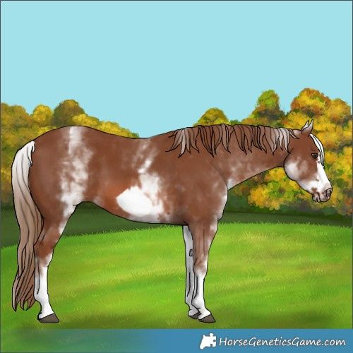 Horse Color:White Spotted Chestnut Frame
