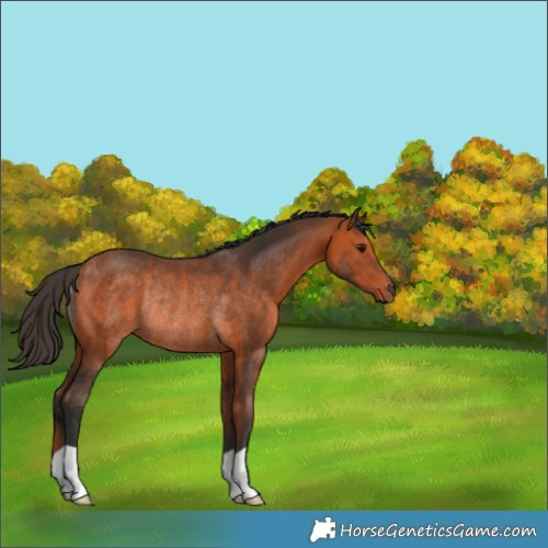 Horse Color:Bay Rabicano 