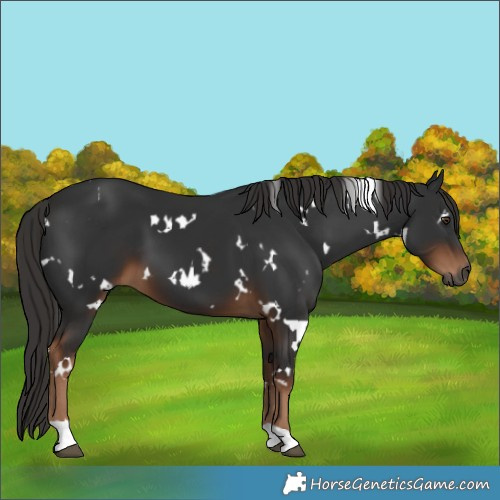 Horse Color:Gray White Spotted Liver Chestnut 