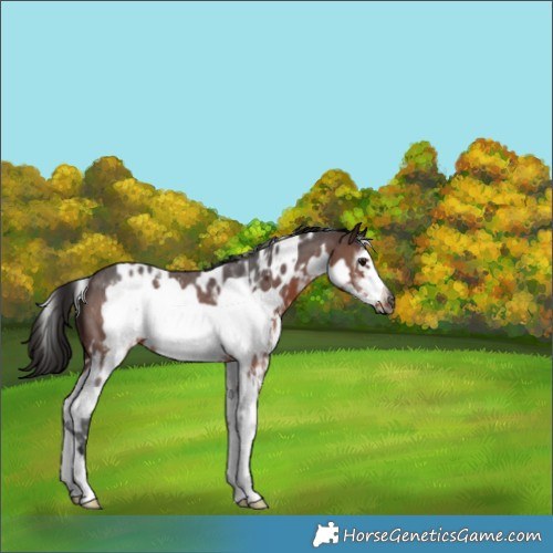 Horse Color:Gray White Spotted Bay Sabino Frame 