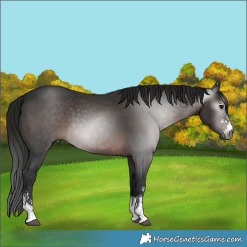 Horse Color:Gray Brown Sabino 