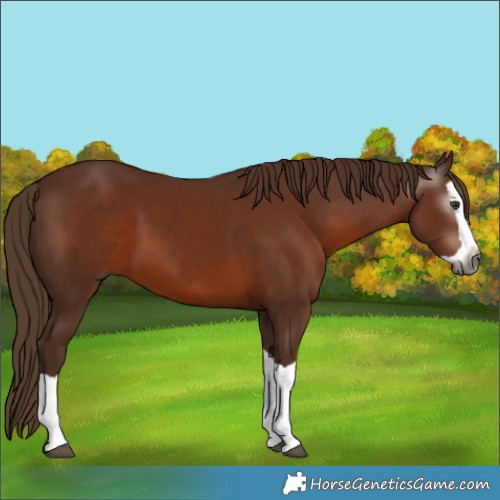 Horse Color:Gray Chestnut Splash 