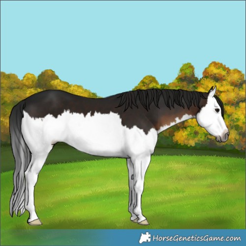 Horse Color:Gray Brown Splash 
