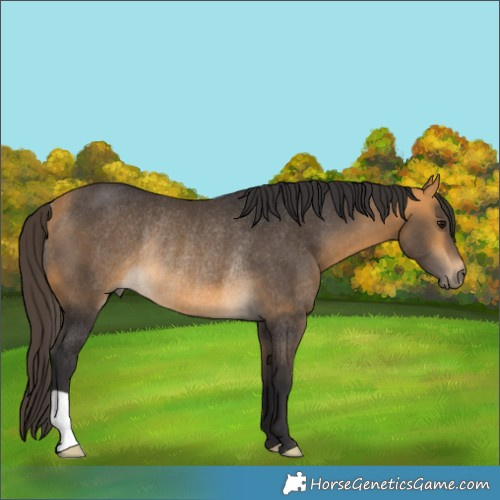 Horse Color:Buckskin Rabicano