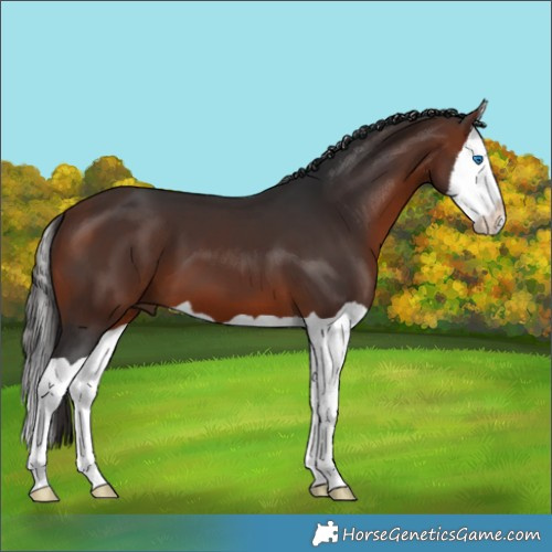 Horse Color:Bay Splash 