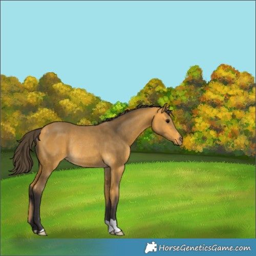 Horse Color:Buckskin Rabicano 