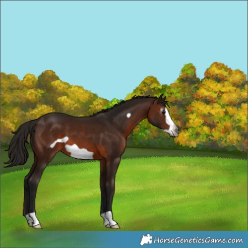 Horse Color:Gray Bay Frame 