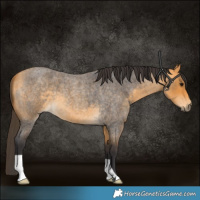 Horse Color:Buckskin Roan 
