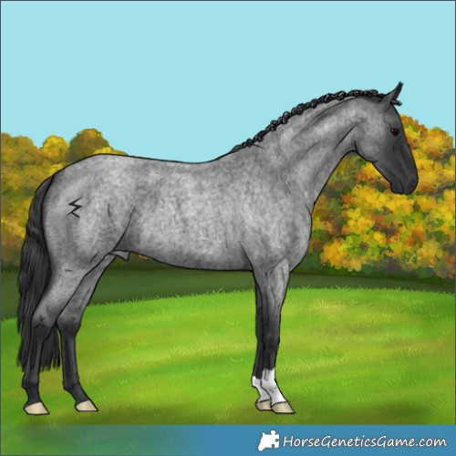Horse Color:Blue Roan 