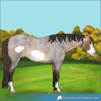 Horse Color:Buckskin Roan Frame 