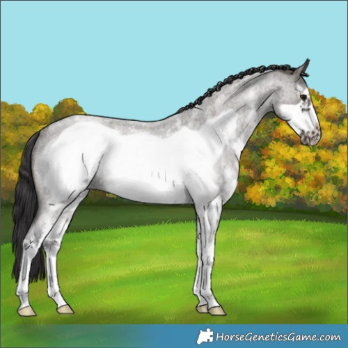 Horse Color:Smoky Grullo Roan Sabino Frame Rabicano