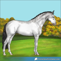 Horse Color:Smoky Grullo Roan Sabino Frame Rabicano