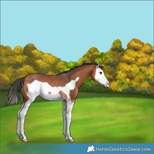 Horse Color:Bay Splash Frame Rabicano 