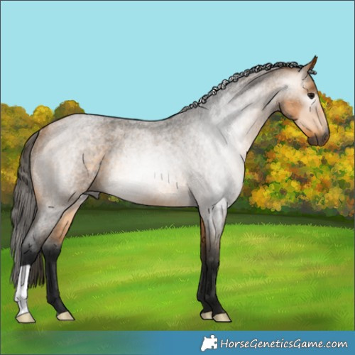 Horse Color:Gray Buckskin Roan Rabicano 