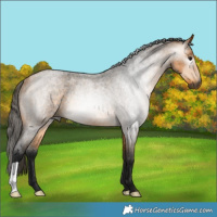 Horse Color:Gray Buckskin Roan Rabicano