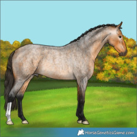 Horse Color:Gray Buckskin Roan Rabicano