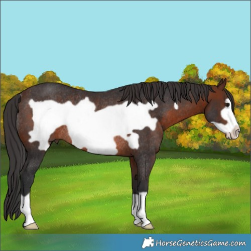 Horse Color:Brown Frame Rabicano 