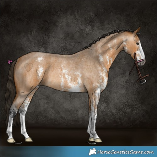 Horse Color:Gray Buckskin Roan Sabino Rabicano