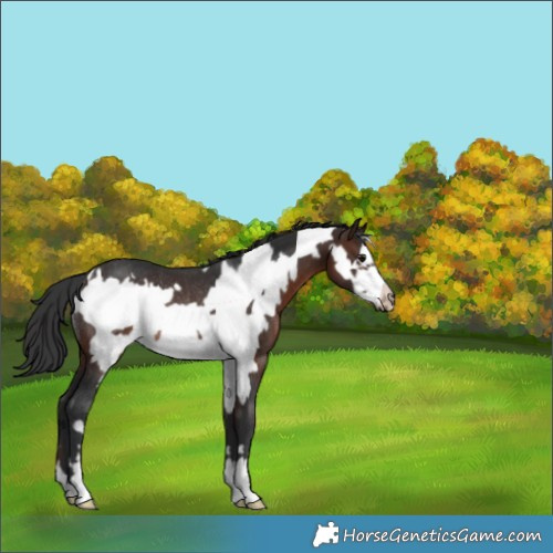 Horse Color:Brown Frame Rabicano 