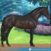 Horse Color:Brown 