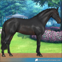 Horse Color:Brown 