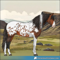 Horse Color:Bay Tobiano Frame Appaloosa 