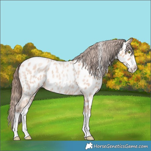 Horse Color:Amber Champagne Roan Splash Appaloosa 