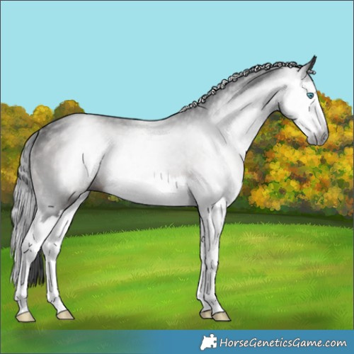 Horse Color:Gray Brown Splash Rabicano 