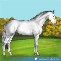 Horse Color:Gray Brown Splash Rabicano