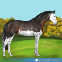 Horse Color:Gray Brown Splash Rabicano 