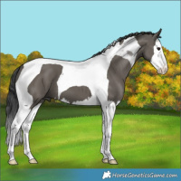 Horse Color:Grullo Splash Tobiano 