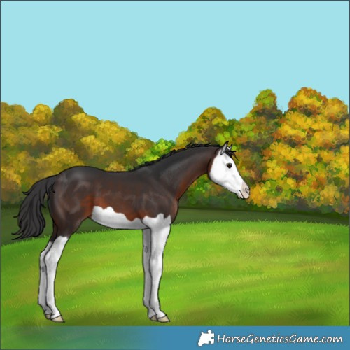 Horse Color:Brown Splash 