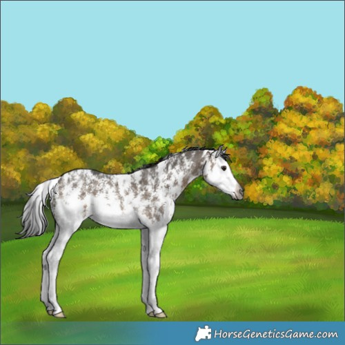 Horse Color:Gray Brown Dun Sabino Splash Rabicano 