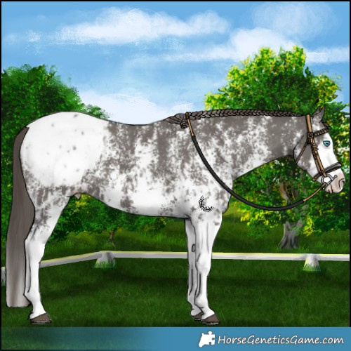Horse Color:Grullo Sabino Splash Blanket  and Grullo Sabino Splash Snowcap 