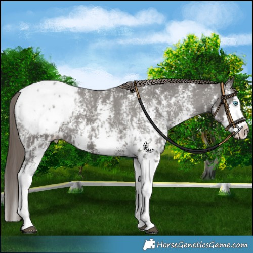 Horse Color:Grullo Sabino Splash Blanket  and Grullo Sabino Splash Snowcap 