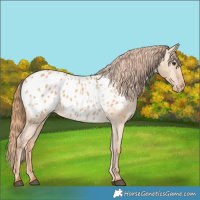 Horse Color:Red Dun Appaloosa