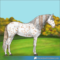 Horse Color:Chestnut Appaloosa