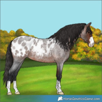 Horse Color:Brown Roan Appaloosa 
