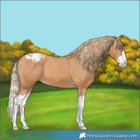Horse Color:Chestnut Splash Appaloosa 